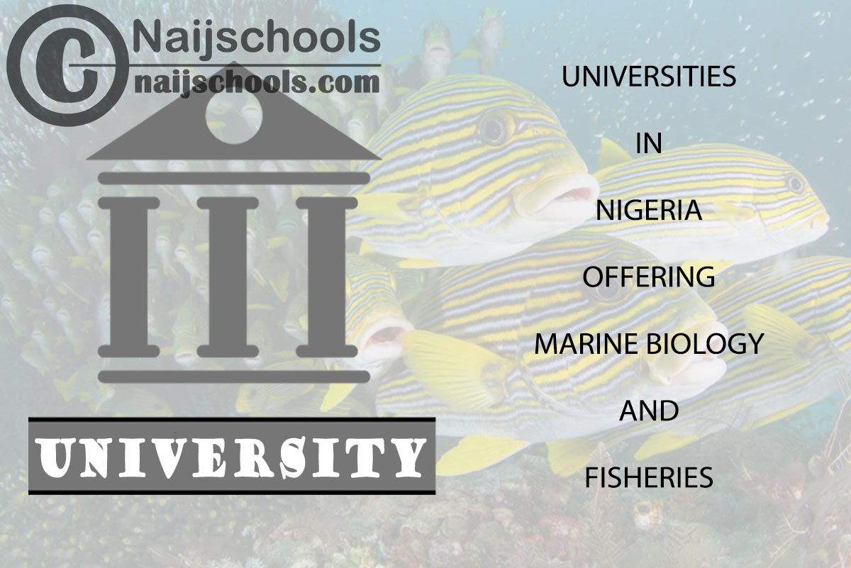 Universities in Nigeria Offering Marine Biology and Fisheries 